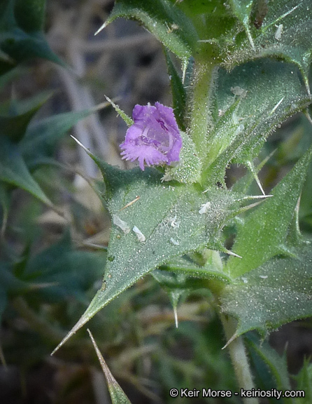 Image of lavender sage