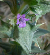 Image of lavender sage