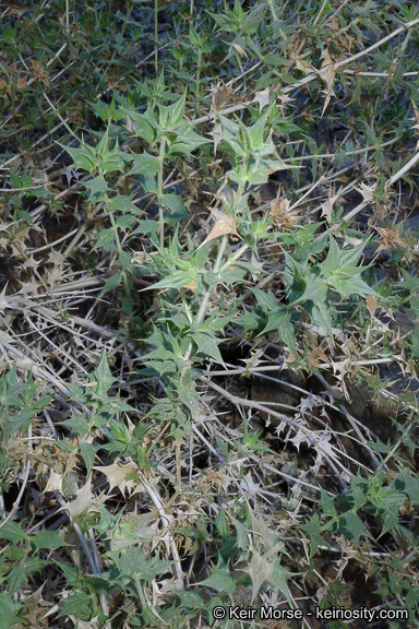 Image of lavender sage