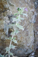 Image of lavender sage