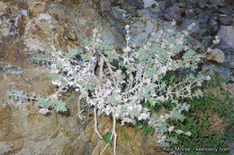 Image of lavender sage