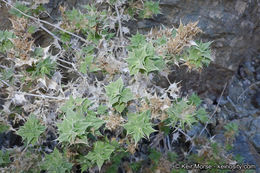 Image of lavender sage