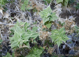 Image of lavender sage