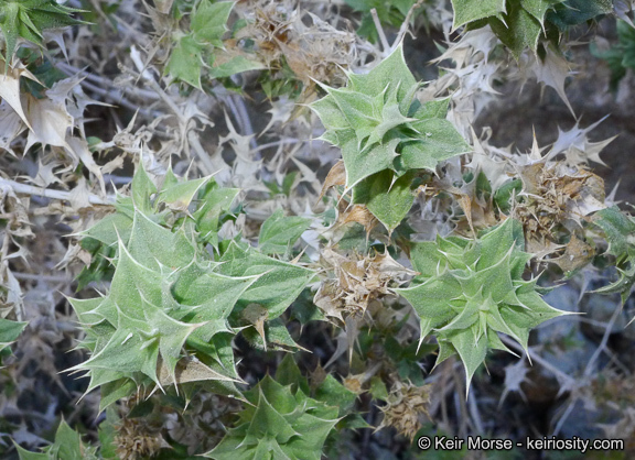 Image of lavender sage