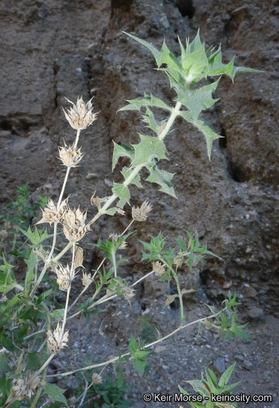 Image of lavender sage