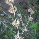 Image of lavender sage