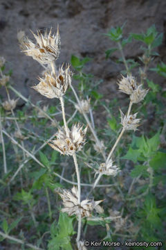 Image of lavender sage