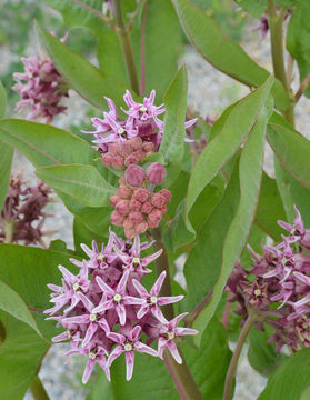 Image of showy milkweed