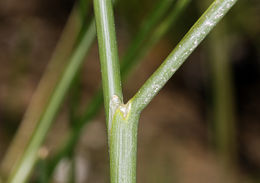 Juncus torreyi Coville的圖片