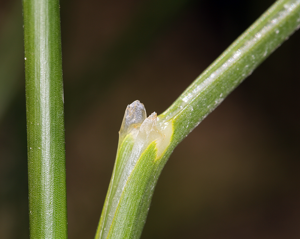 Juncus torreyi Coville的圖片