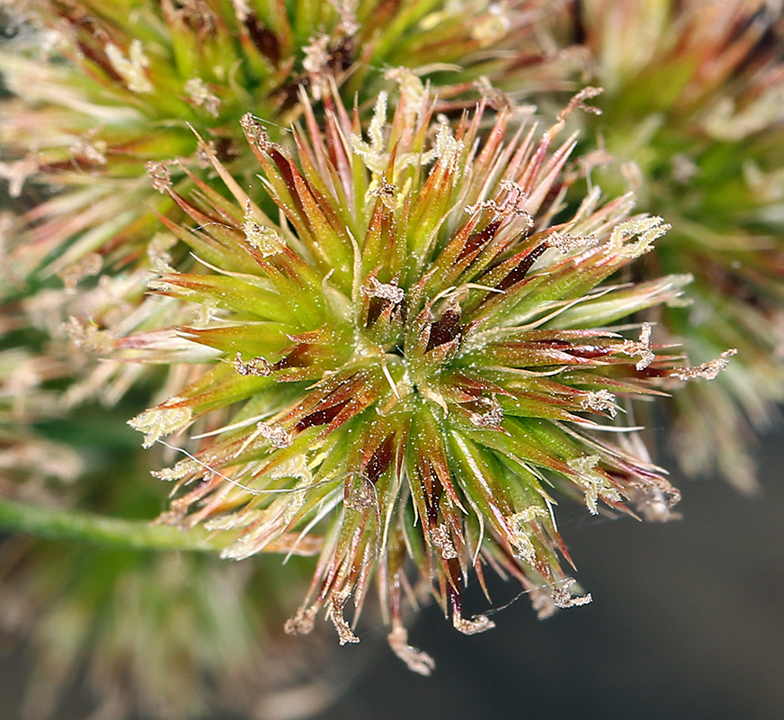 Juncus torreyi Coville的圖片