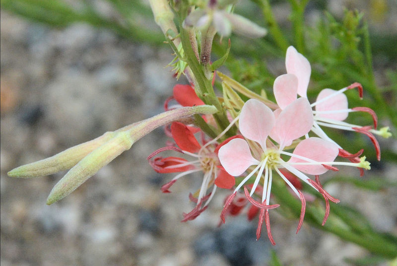 Image of <i>Gaura coccinea</i>