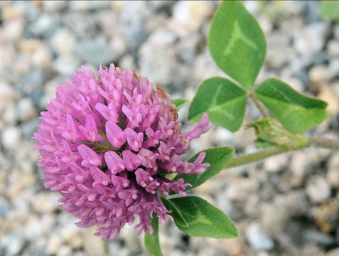 Image of Red Clover