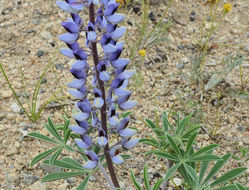 Image de Lupinus plattensis S. Watson