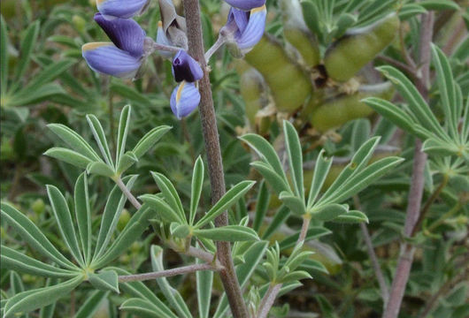 Imagem de Lupinus plattensis S. Watson