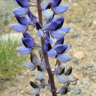 Image de Lupinus plattensis S. Watson