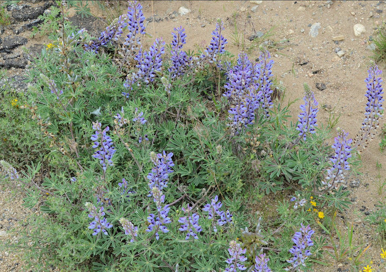 Image of Nebraska lupine