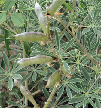 Plancia ëd Lupinus plattensis S. Watson