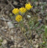 Plancia ëd Hymenopappus filifolius Hook.