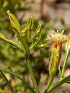 Imagem de Porophyllum pausodynum B. L. Rob. & Greenm.