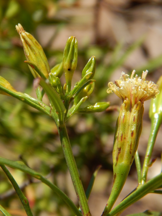 Imagem de Porophyllum pausodynum B. L. Rob. & Greenm.