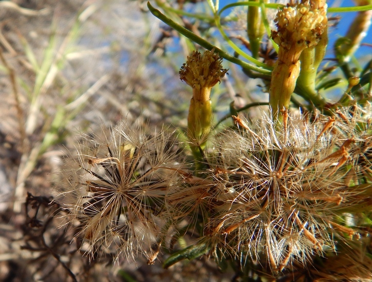 Imagem de Porophyllum pausodynum B. L. Rob. & Greenm.