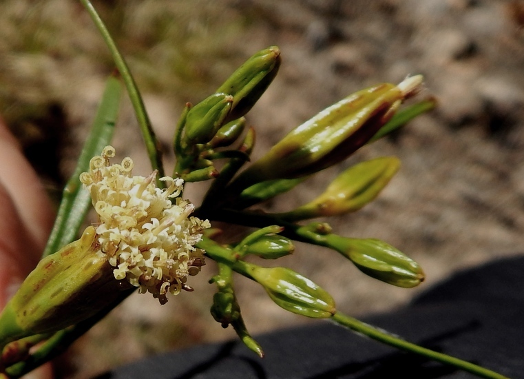 Imagem de Porophyllum pausodynum B. L. Rob. & Greenm.