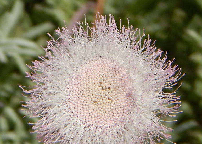 Plancia ëd Hofmeisteria crassifolia S. Wats.