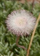 Plancia ëd Hofmeisteria crassifolia S. Wats.