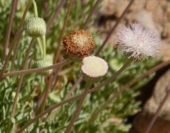 Hofmeisteria crassifolia S. Wats. resmi