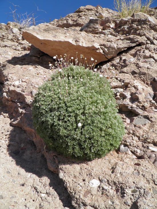 Hofmeisteria crassifolia S. Wats. resmi