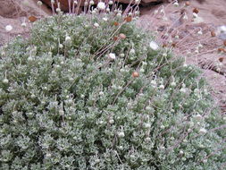 Hofmeisteria crassifolia S. Wats. resmi