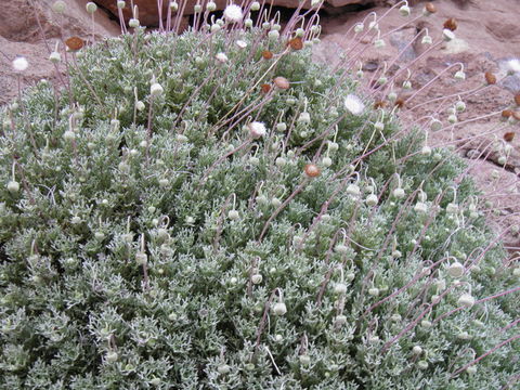 Image of Hofmeisteria crassifolia S. Wats.