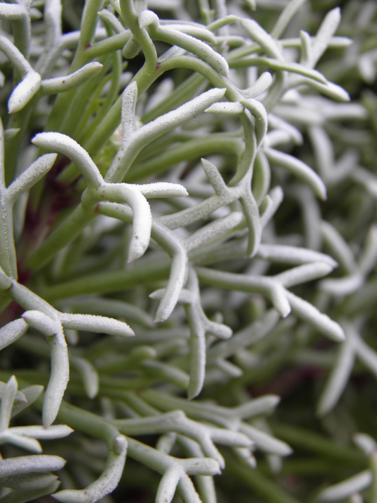 Plancia ëd Hofmeisteria crassifolia S. Wats.