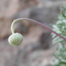 Image of Hofmeisteria crassifolia S. Wats.