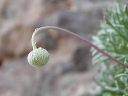 Plancia ëd Hofmeisteria crassifolia S. Wats.