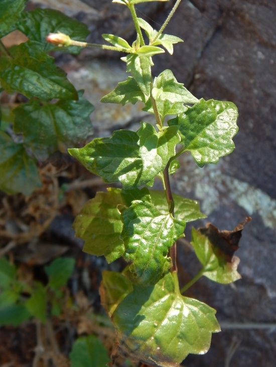 Image de Brickellia coulteri A. Gray