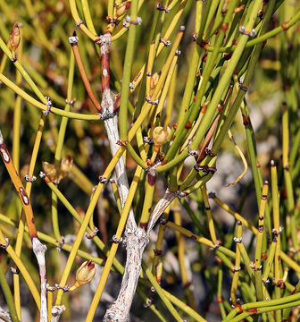 Imagem de Ephedra viridis Coville