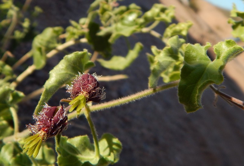 Image de <i>Matelea pringlei</i>