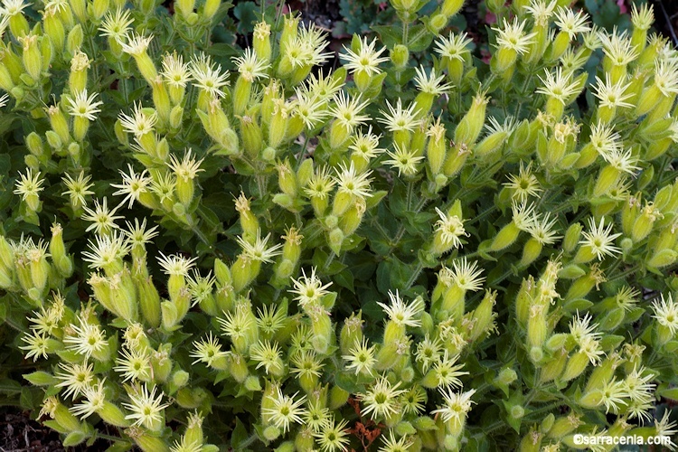 Image of Parish's catchfly