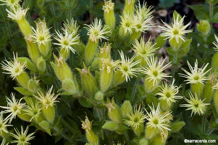 Image of Parish's catchfly