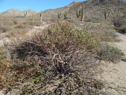 Image of Bursera hindsiana (Benth.) Engl.