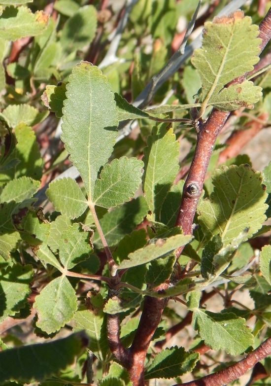 Image of Bursera hindsiana (Benth.) Engl.