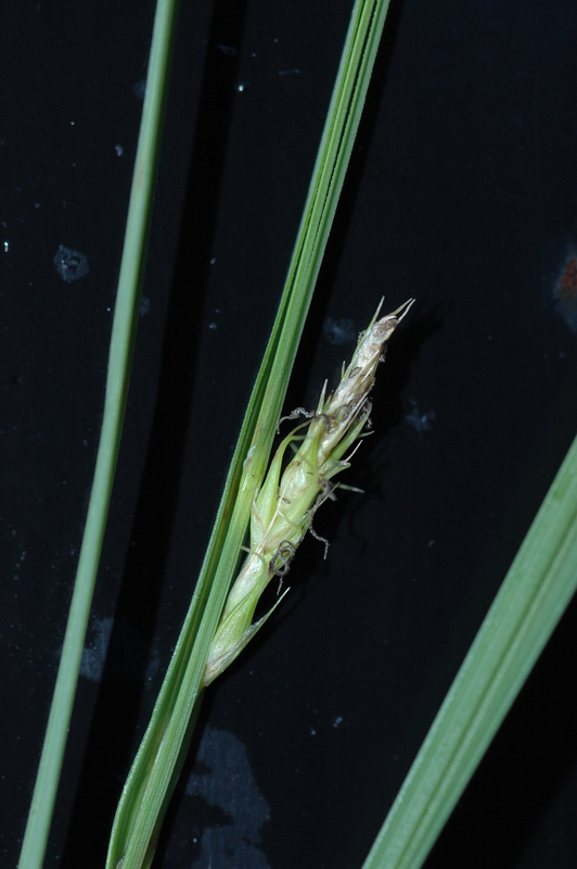 Image de Carex atherodes Spreng.