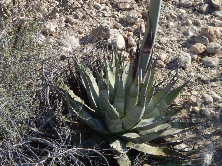 Image of Agave subsimplex Trel.