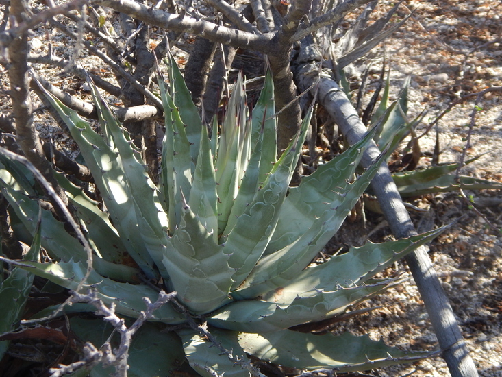 Image of Agave subsimplex Trel.