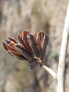 Image of Agave subsimplex Trel.