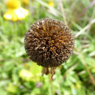 Image of Coastal Sneezeweed