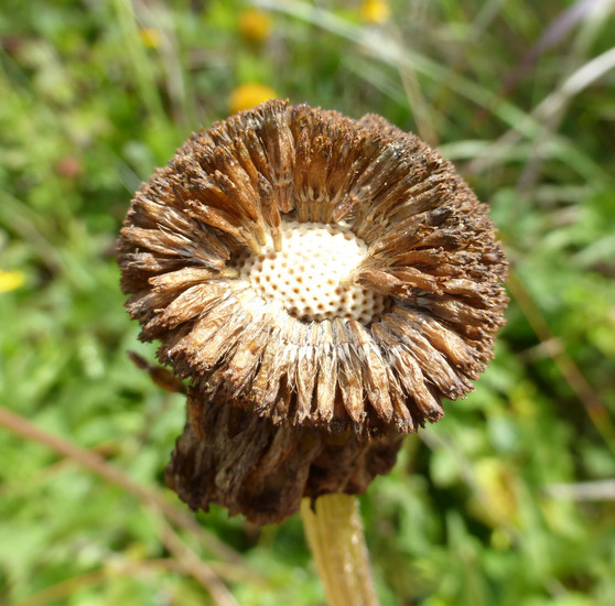 Image of Coastal Sneezeweed