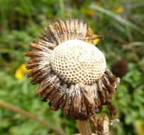 Image of Coastal Sneezeweed